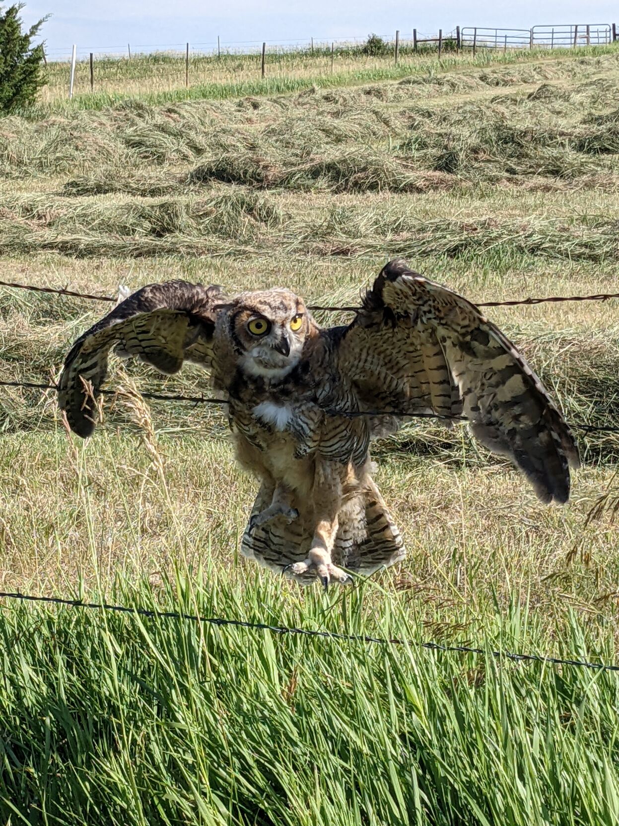 owl 1
